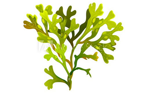 alga-fucus-vesiculosus