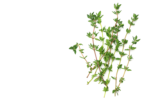 TOMILLO Jeevan Ayurveda
