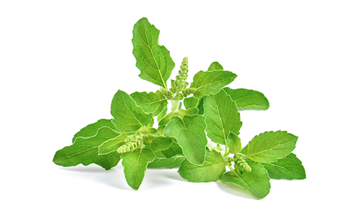 TULASI Jeevan Ayurveda
