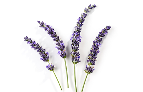 AdobeStock_278634747_LAVANDA