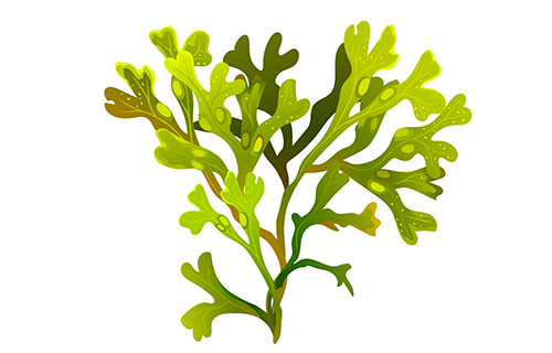 ALGA-FUCUS